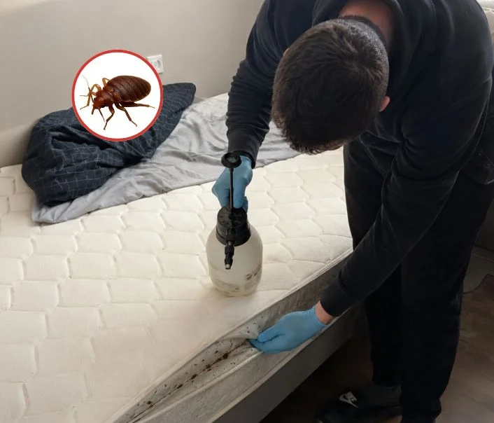 Technicien traitant un matelas contre les punaises de lit à Margency